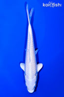 6" PLATINUM OGON