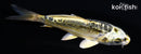 4" KIN KIKOKURYU