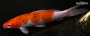10.25" GOROMO
