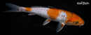 7.25" OCHIBA SHIGURE