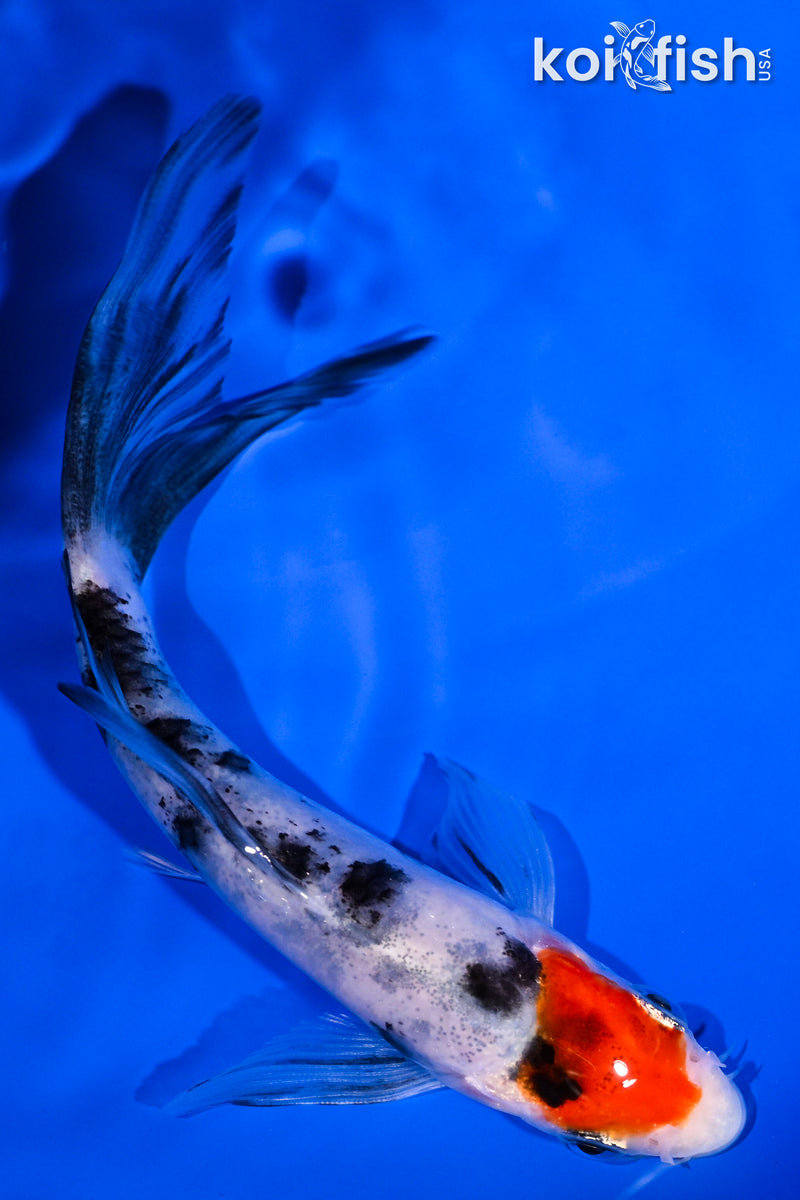 5" SANKE BUTTERFLY