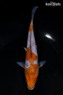 7.25" OCHIBA SHIGURE