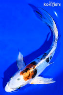9.5" HEISEI NISHIKI BUTTERFLY