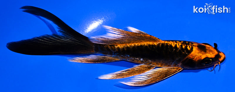 5.5" ARAGOKE BENI KIKOKURYU BUTTERFLY