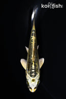 4" KIN KIKOKURYU