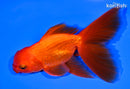 5.5" ORANDA GOLDFISH