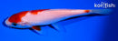 5.25" KOAHKU