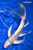 11" KIN KIKOKURYU BUTTERFLY