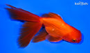 5.5" ORANDA GOLDFISH