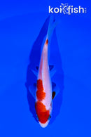 5.25" KOAHKU