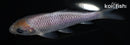 4.25" SORAGOI