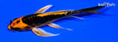 5.25" BENI KIKOKURYU BUTTERFLY