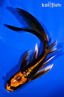 5.5" ARAGOKE BENI KIKOKURYU BUTTERFLY