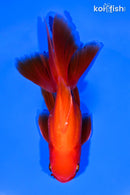 5.5" ORANDA GOLDFISH