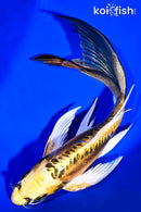 9.5" KIN KIKOKURYU BUTTERFLY