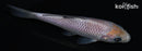 4.25" SORAGOI