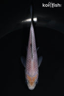 4.25" SORAGOI