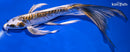 11" KIN KIKOKURYU BUTTERFLY