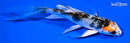 5.5" YAMATO NISHIKI BUTTERFLY