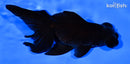 5" TELESCOPE FANTAIL GOLDFISH