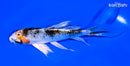 5.5" YAMATO NISHIKI BUTTERFLY