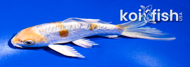5" ARAGOKE HARIWAKE BUTTERFLY