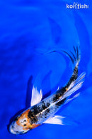 5.5" YAMATO NISHIKI BUTTERFLY
