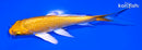 5.25" YAMABUKI OGON BUTTERFLY