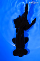 5" TELESCOPE FANTAIL GOLDFISH