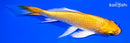 5.25" YAMABUKI OGON BUTTERFLY