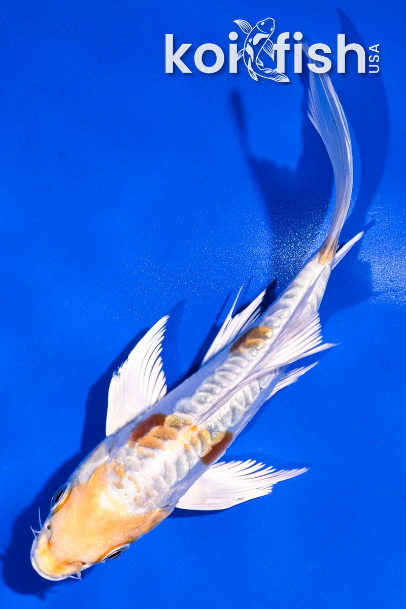 5" ARAGOKE HARIWAKE BUTTERFLY