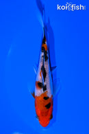 5" SANKE