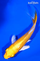 5.25" YAMABUKI OGON BUTTERFLY