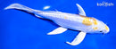 8.5" DOITSU HARIWAKE BUTTERFLY