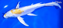 8.5" DOITSU HARIWAKE BUTTERFLY