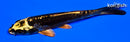 4.75" KIN KIKOKURYU
