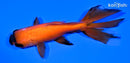 5" ORANDA GOLDFISH