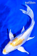 8.5" DOITSU HARIWAKE BUTTERFLY