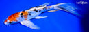9.5" HEISEI NISHIKI BUTTERFLY