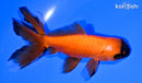 5" ORANDA GOLDFISH