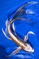 11" KIN KIKOKURYU BUTTERFLY