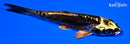 4.75" KIN KIKOKURYU