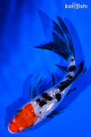 5" GINRIN SANKE BUTTERFLY