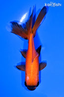 5" ORANDA GOLDFISH