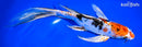 9.5" HEISEI NISHIKI BUTTERFLY