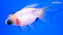 4.25" TELESCOPE FANTAIL GOLDFISH