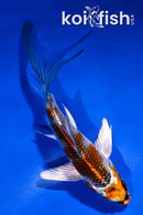 5" BENI GINGA BUTTERFLY