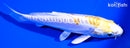 5.25" DOITSU LEMON HARIWAKE