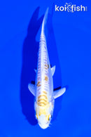 5.25" DOITSU LEMON HARIWAKE