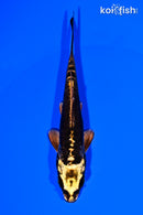 4.75" KIN KIKOKURYU